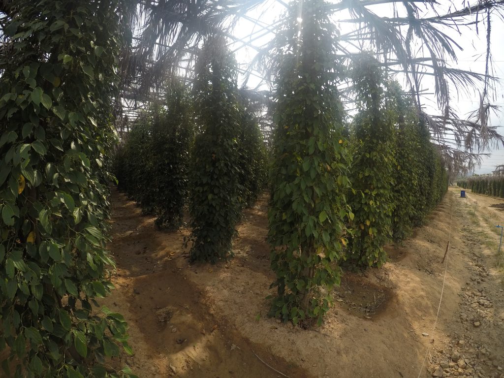pepper farm plants