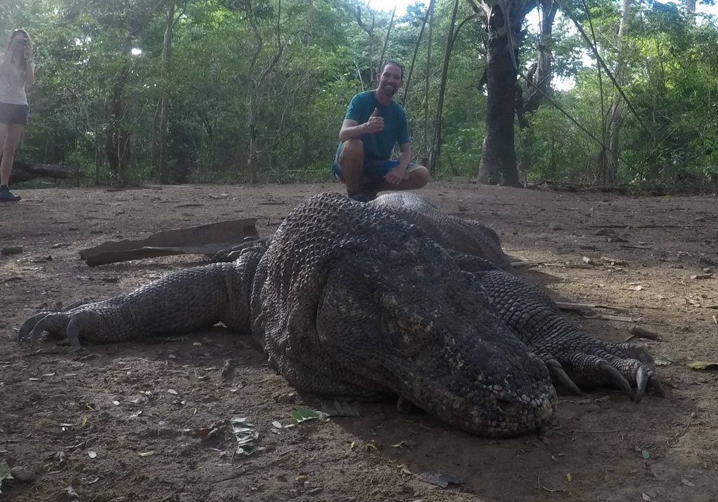 Komodo dragon