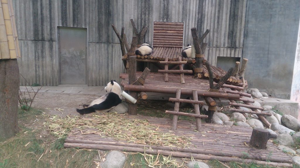 Panda in Chengdu