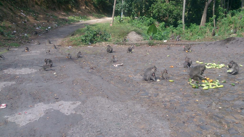 this is not monkey temple in Ubud