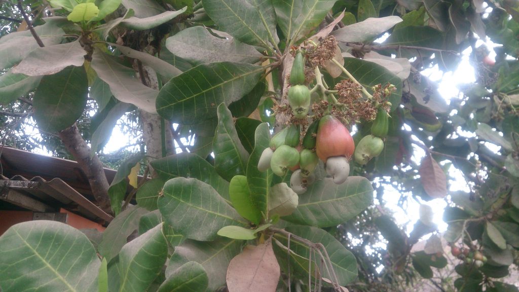 cashew nuts