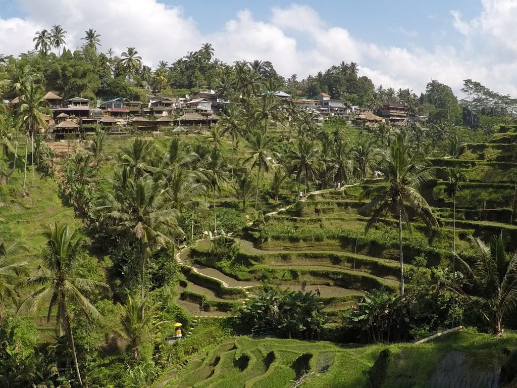 Tegalalang rice fields