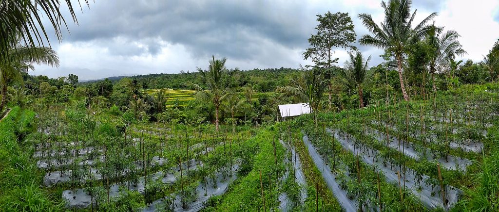 hot peppers farm near Rinjani