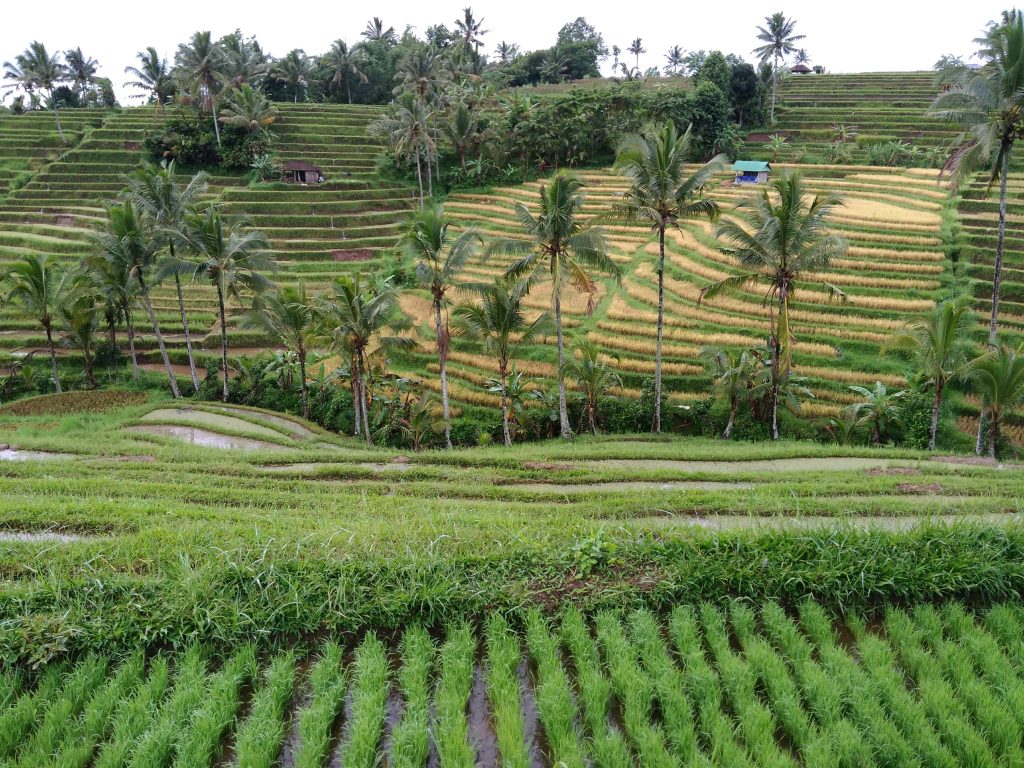 Jatiluwih rice terraces