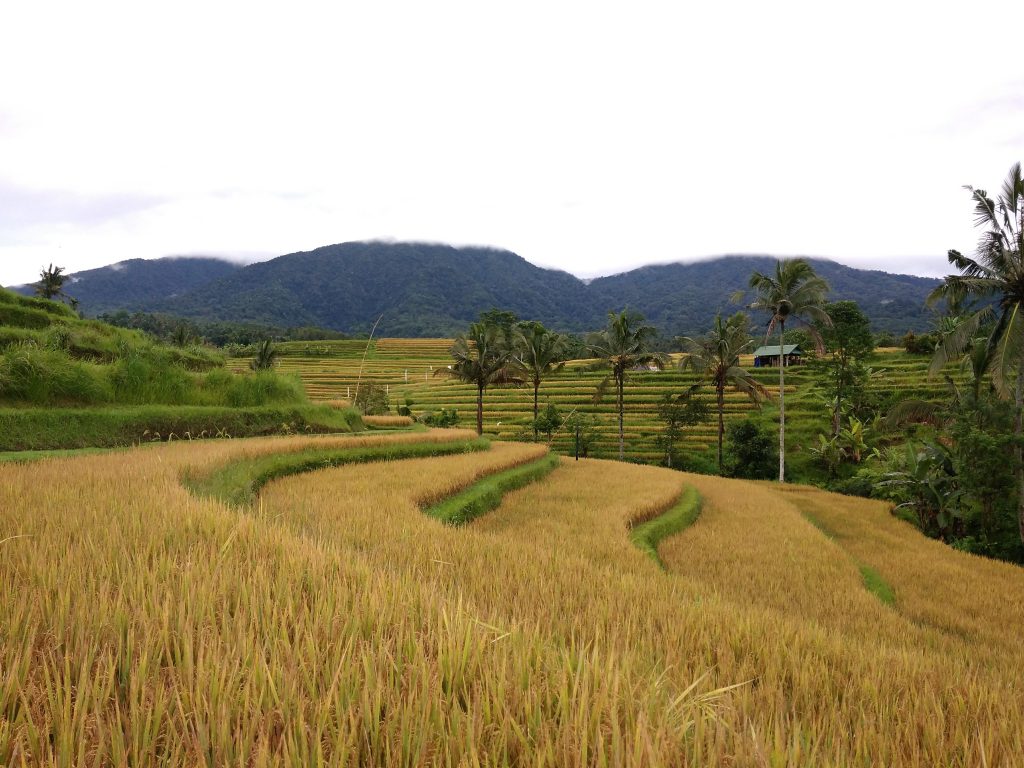 Jatiluwih rice terraces