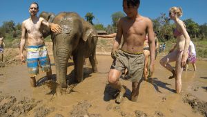 Elephant mud