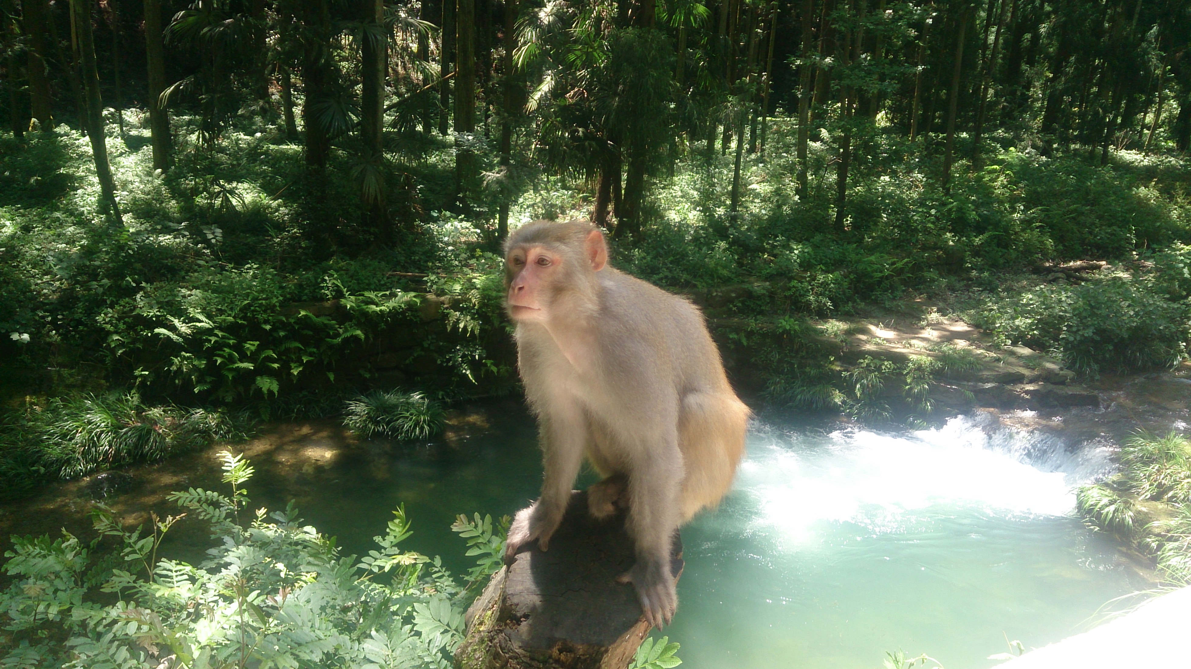 monkey in Zhangjiajie national park
