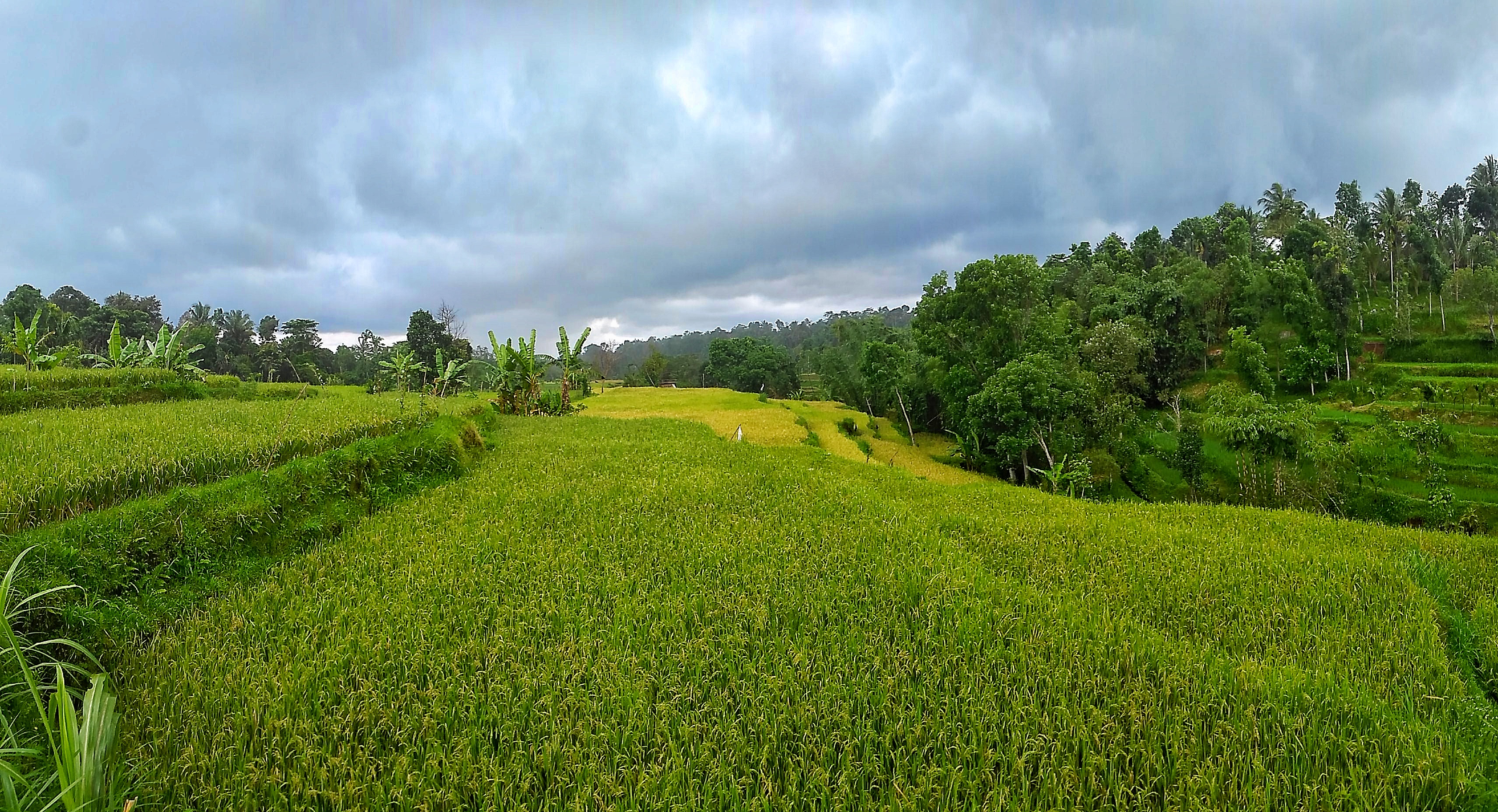 rice fields near Rinjani
